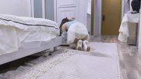 【嗷大喵】-《驯服之路》-捆成k9犬缚形态+爬行把鞭子+项圈链子+口球乳夹+叼过来用上+